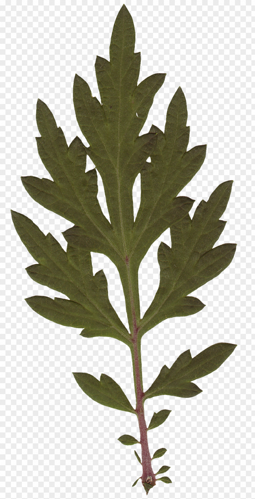Leaf Plant Stem Tree PNG