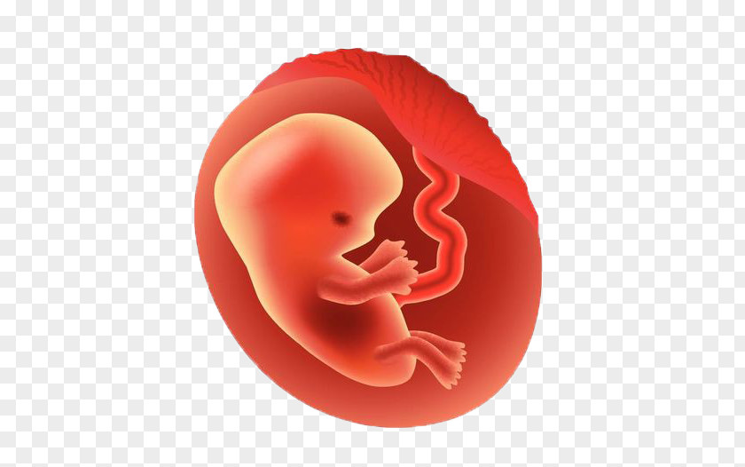 Pregnancy Fetus Vector Graphics Illustration Embryo PNG