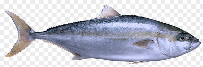 Scombridae Atlantic Spanish Mackerel Fish Products Oily Thunnus PNG