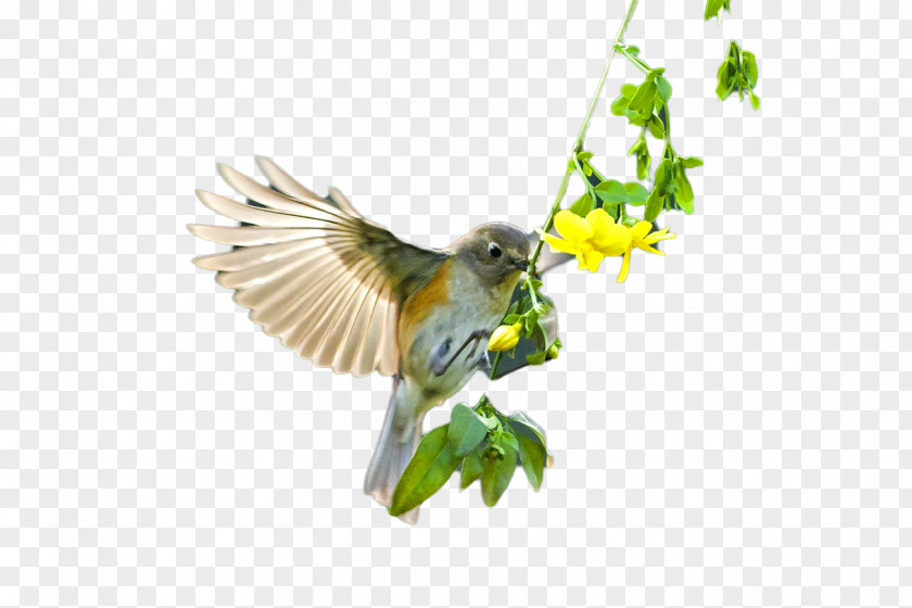 Beautiful Birds Flying Bird Flight Beak PNG