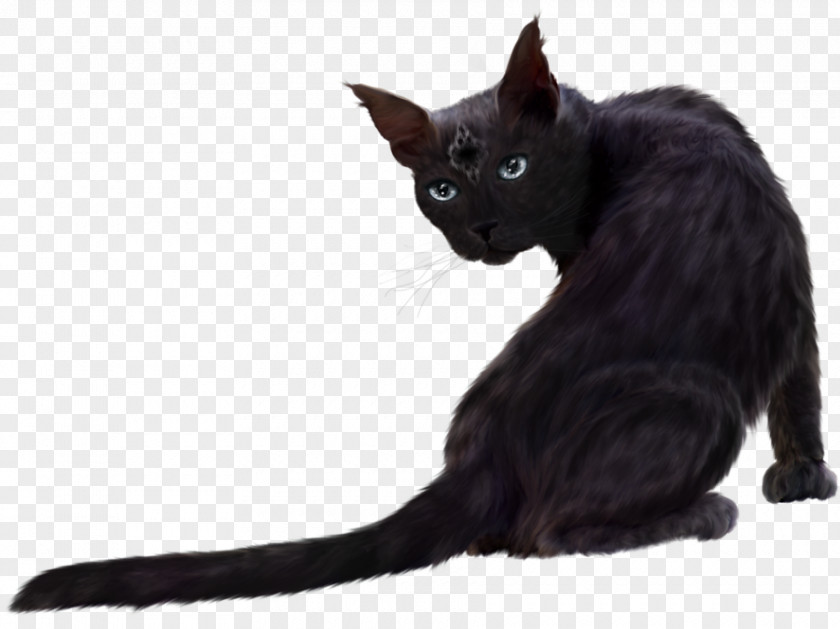 Black Cat Clipart Persian Kitten Clip Art PNG