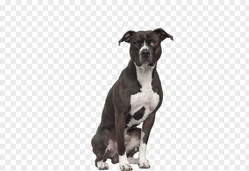Bull American Pit Terrier Staffordshire PNG