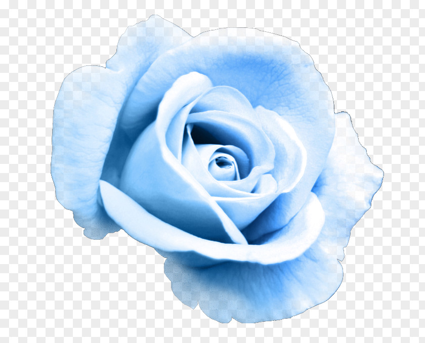 Flower Garden Roses Blue Rose Clip Art PNG
