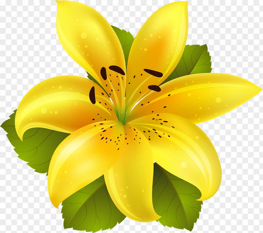 Frangipani Flower Lilium Clip Art PNG