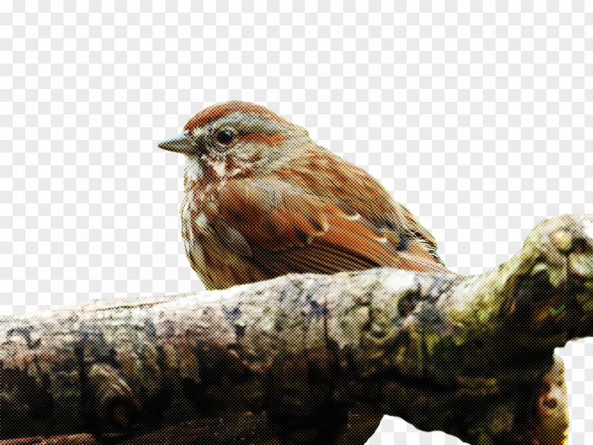 House Finch Birds Sparrow Old World Finches PNG