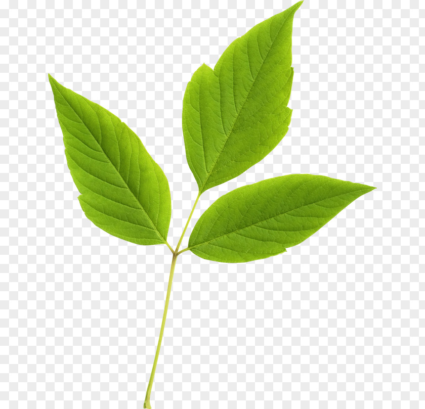 Leaf Branch Tree Image PNG