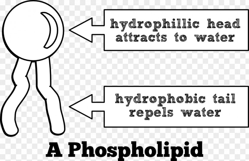 Phospholipid Lipid Bilayer Cell Membrane Biological PNG