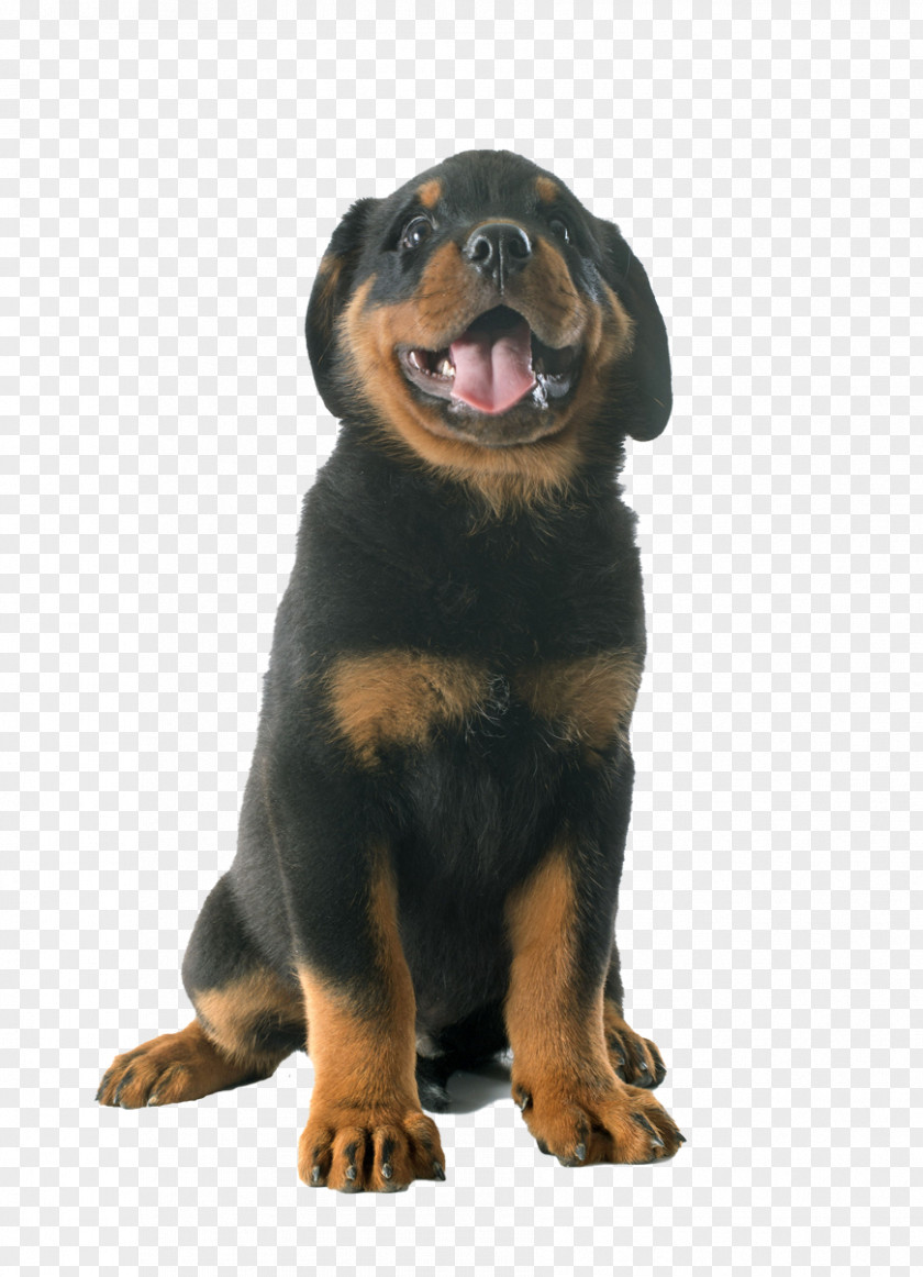 Puppy Rottweiler Jack Russell Terrier Labrador Retriever Photography PNG