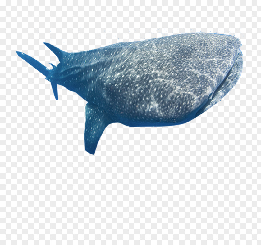 Whale Shark Marine Mammal Fish PNG