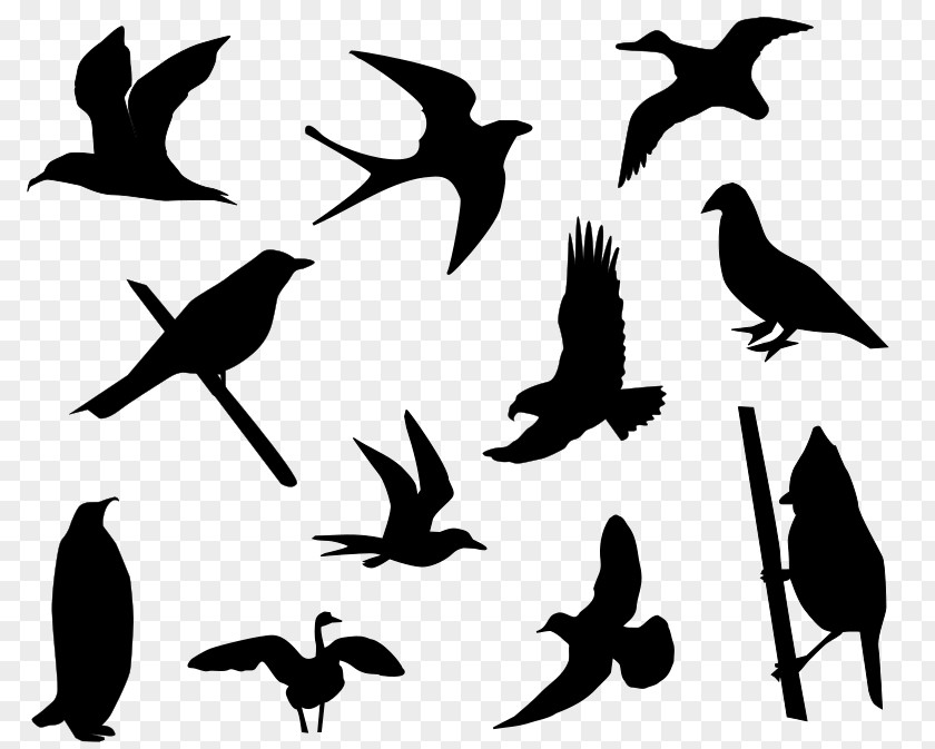 Bird Silhouette Drawing Clip Art PNG