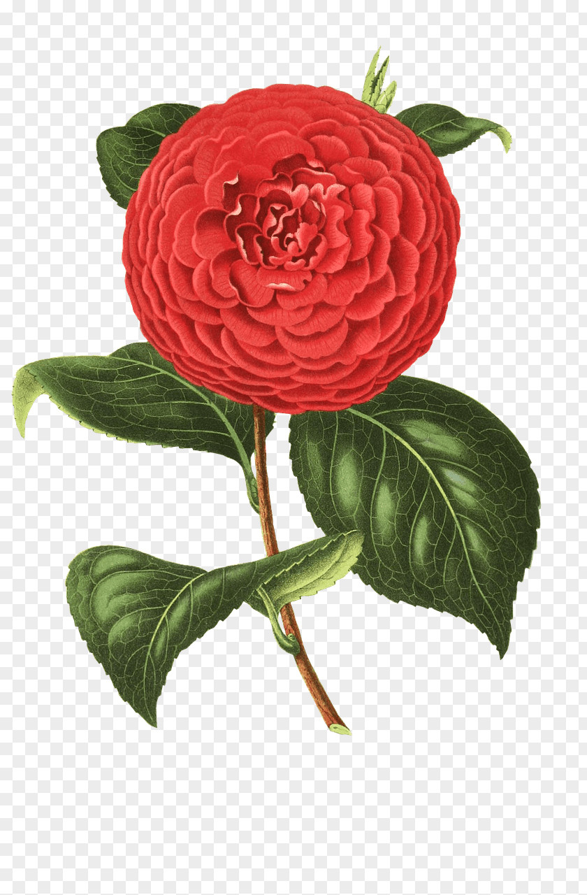 Flower Japanese Camellia Graphic Design Clip Art PNG