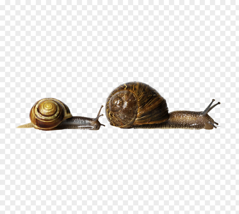 Two Snails Snail Racing Orthogastropoda Stock Photography Land PNG