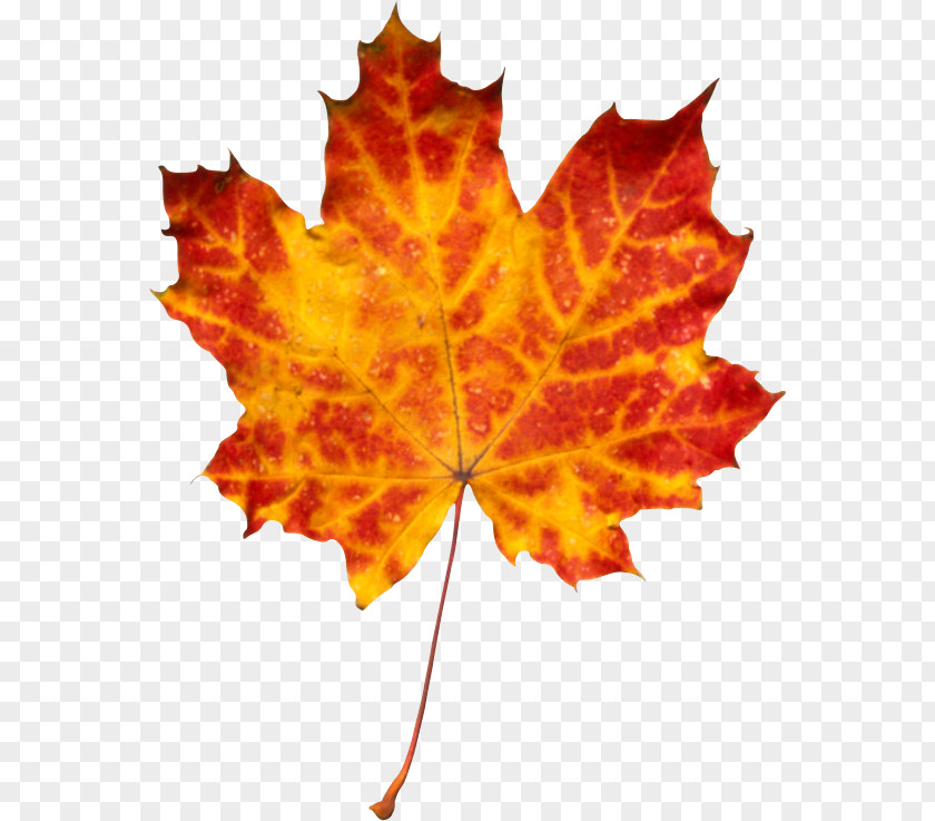 Autumn Leaf Color Clip Art PNG