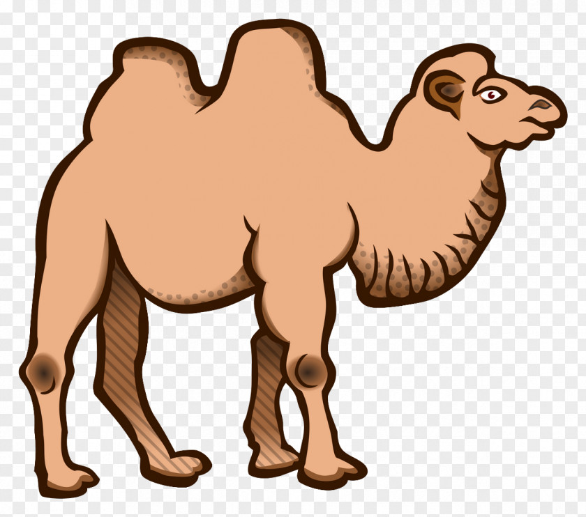 Camel Wild Bactrian Dromedary Clip Art PNG
