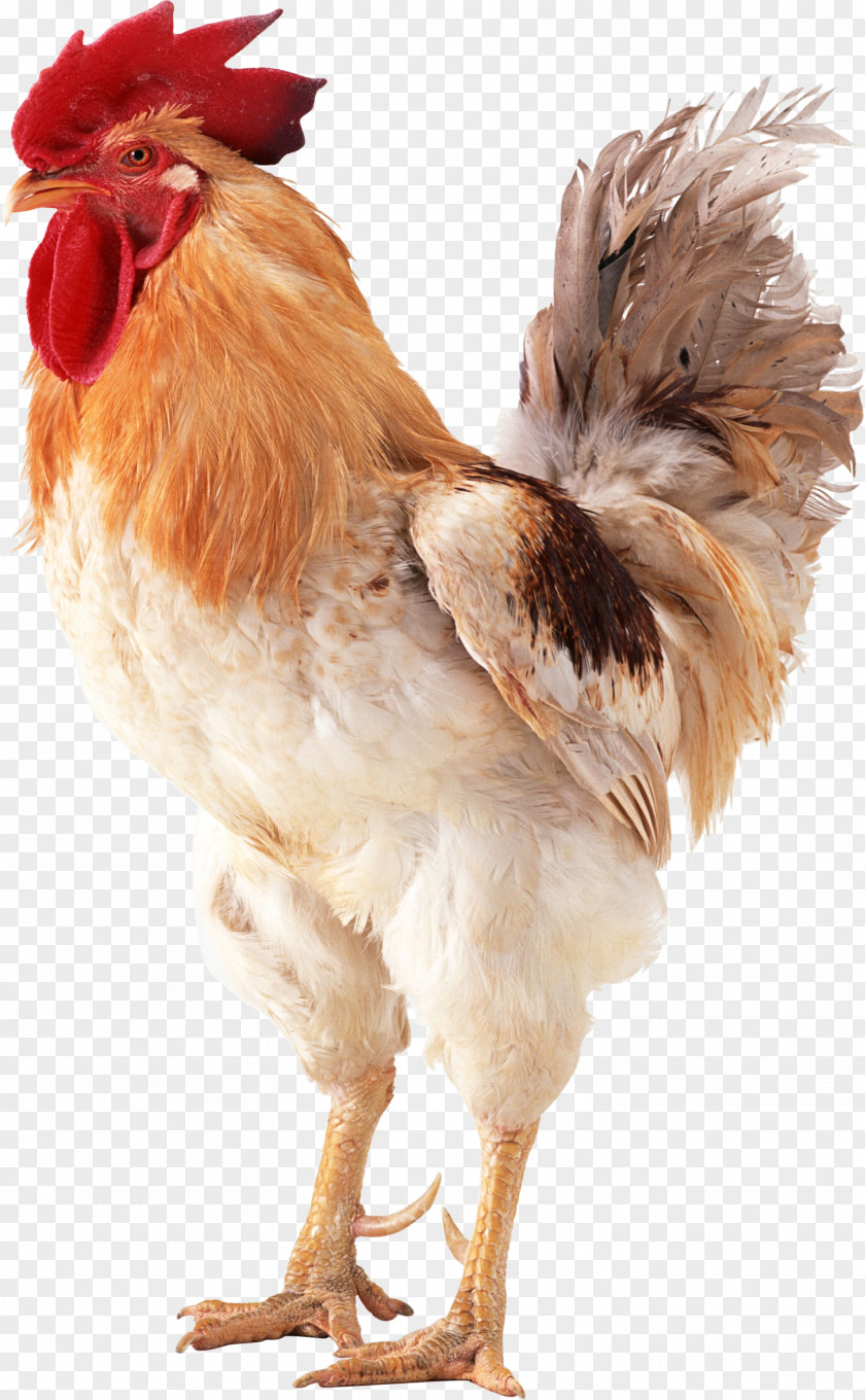 Chicken Brahma Rooster Poultry PNG