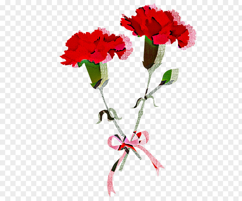 Flower Red Plant Cut Flowers Carnation PNG