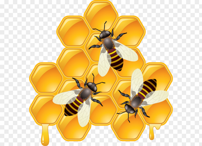 Honeycomb Clipart Bee Drawing PNG