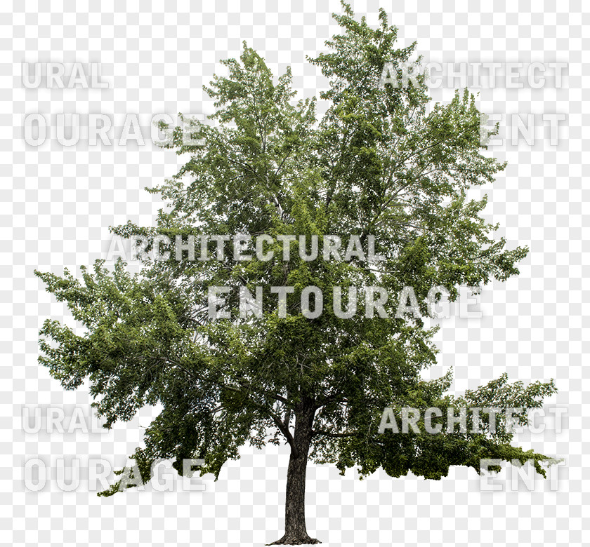 Maple Tree Branching Conifers PNG