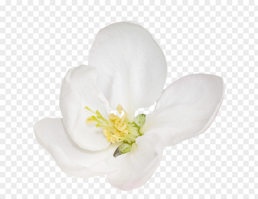 Moth Orchids PNG