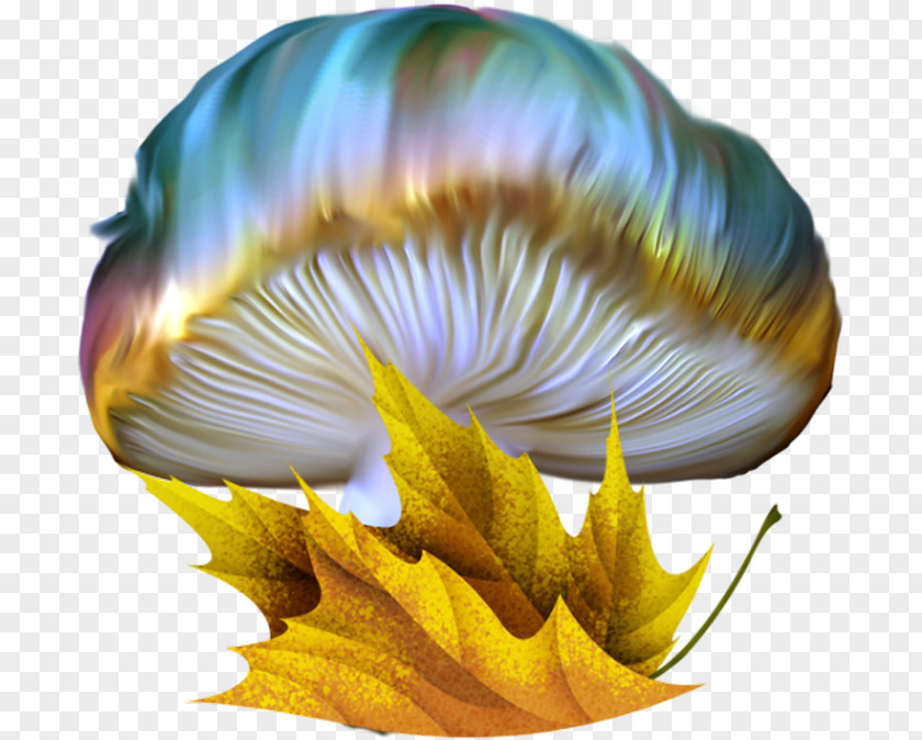 Mushroom Drawing Color PNG