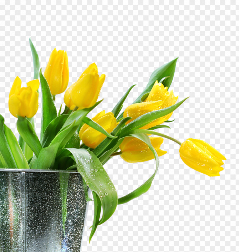 Spring Forward Tulip Flower Yellow Photography PNG