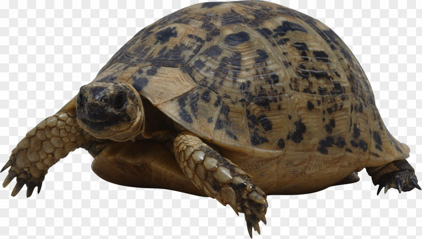 Turtle Reptile Wallpaper PNG
