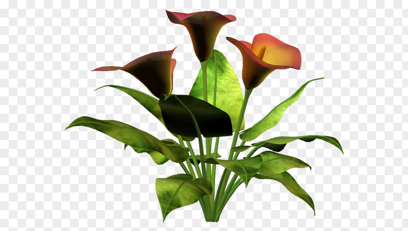 Calla Lilly Flower Clip Art PNG