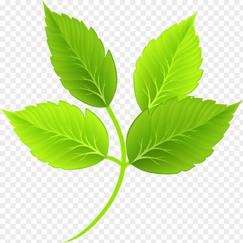 Cartoon Green Leaves Leaf PNG