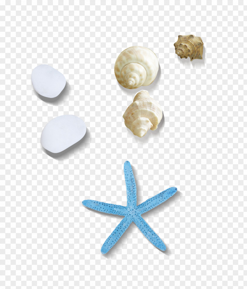 Conch Sea Snail Seashell PNG