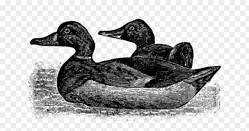 Duck Decoy Mallard Goose Beak White PNG