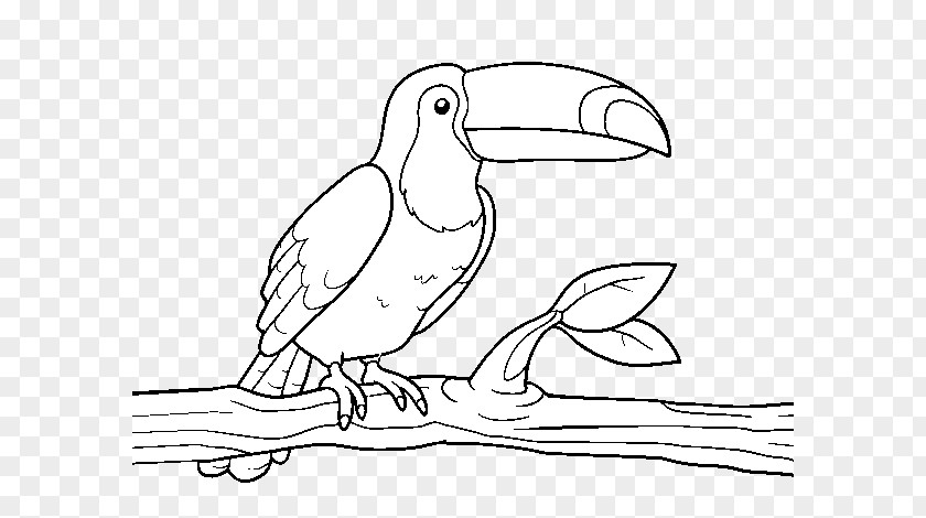 Tucan Outline Vector Graphics Stock Photography Royalty-free Image Coloring Book PNG