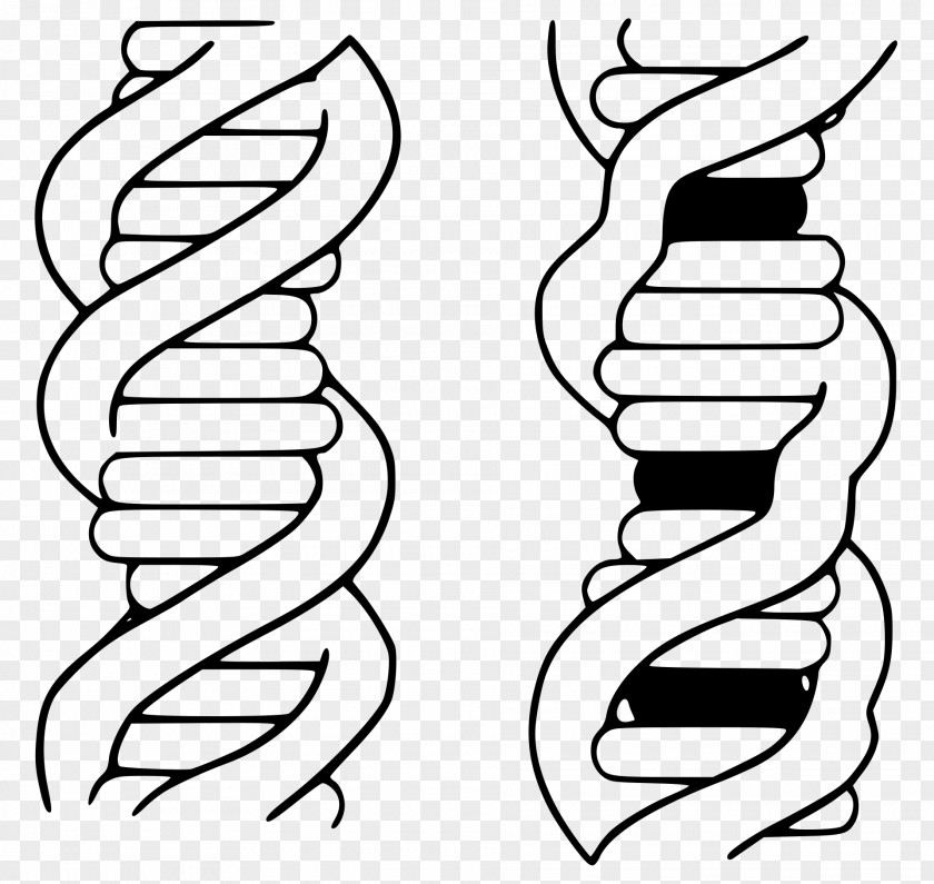 Biochemistry Intercalation Ethidium Bromide DNA PNG