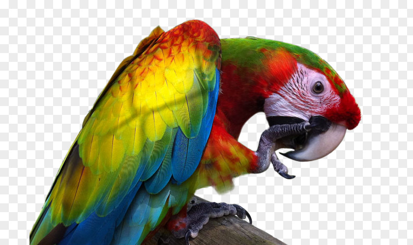 Bird Great Green Macaw Lovebird Parrot PNG