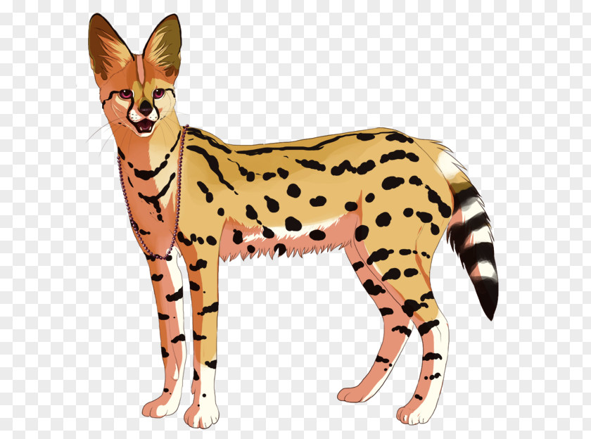Cat Wildcat Cheetah Cougar Mammal PNG