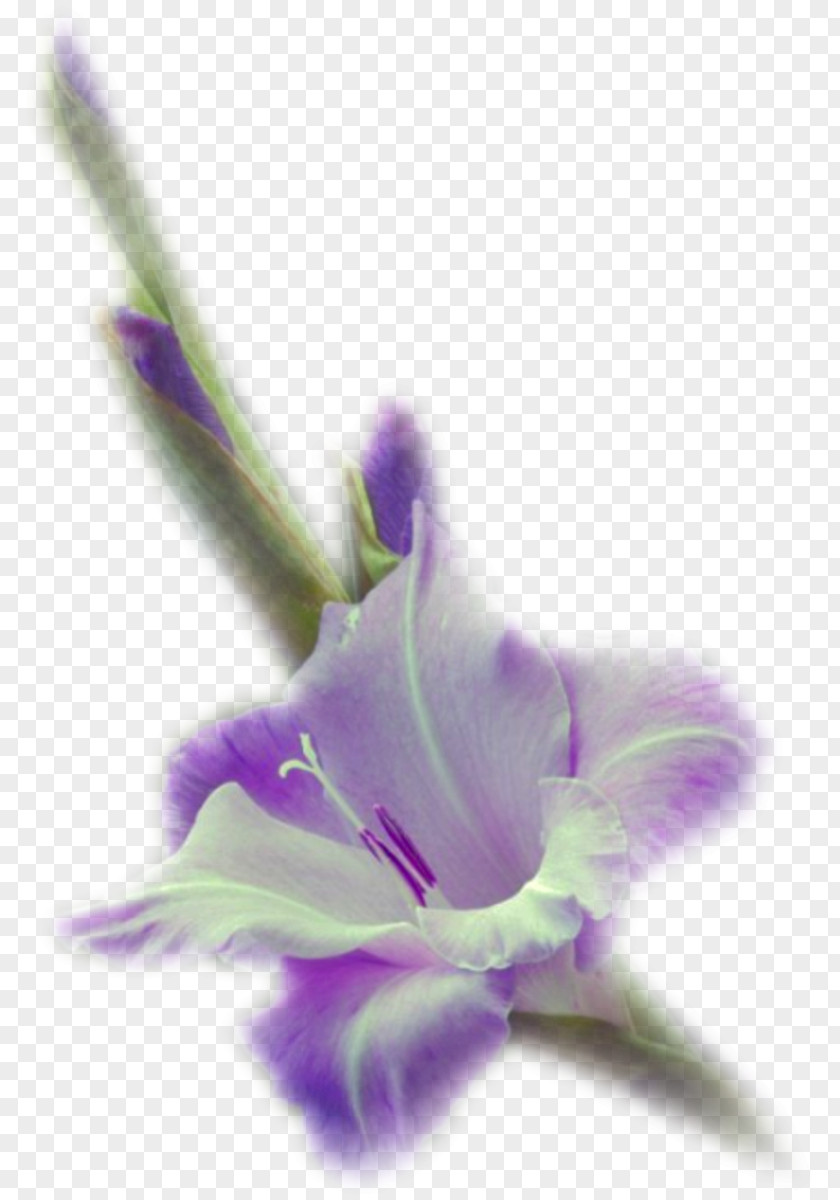 Center Flower .de Violet Petal .net PNG