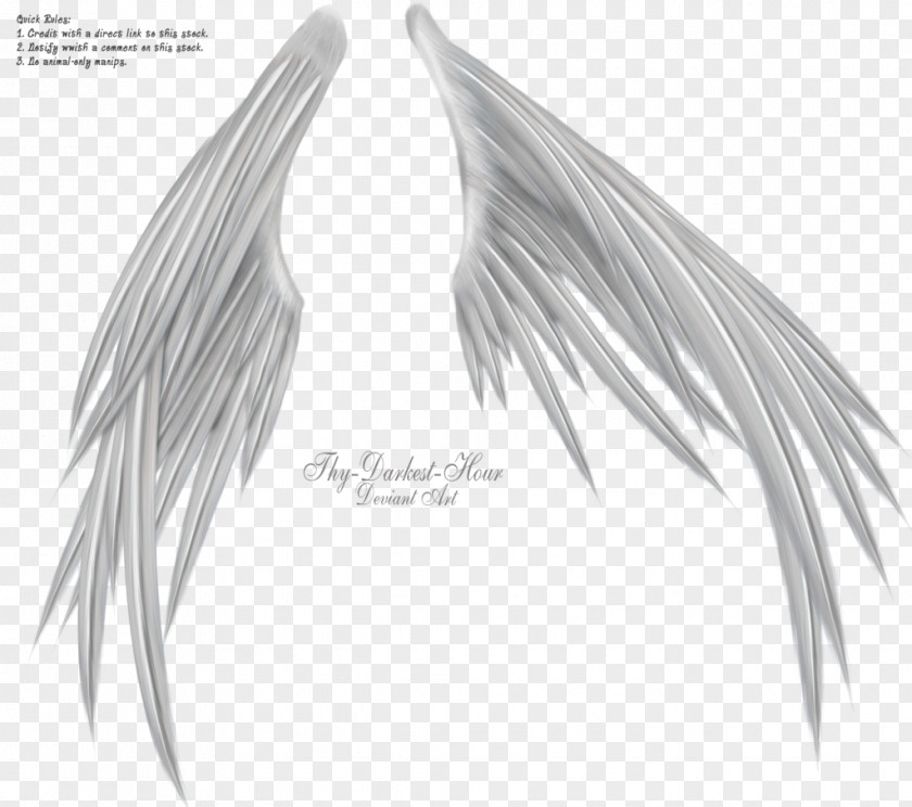 Wings Of Madness Black And White Photography PNG