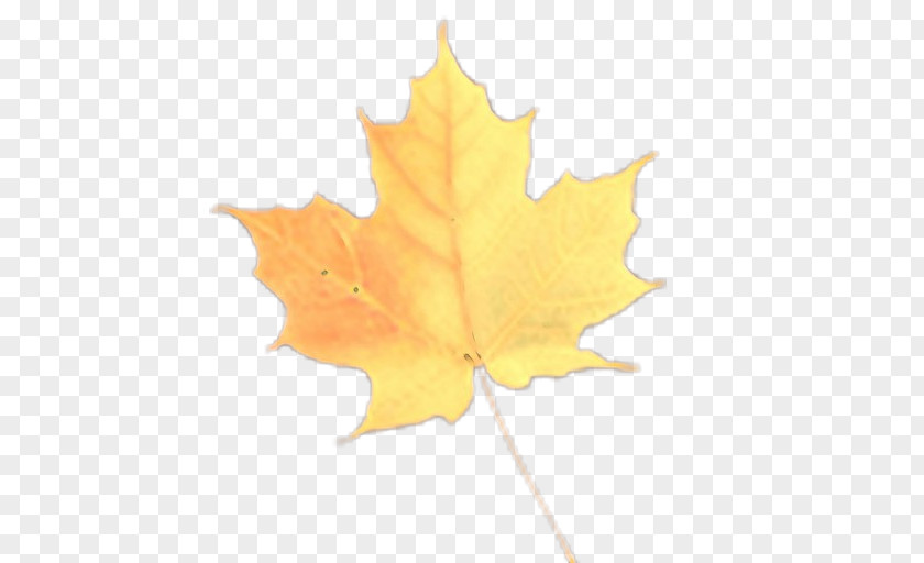 Deciduous Maple Leaf PNG