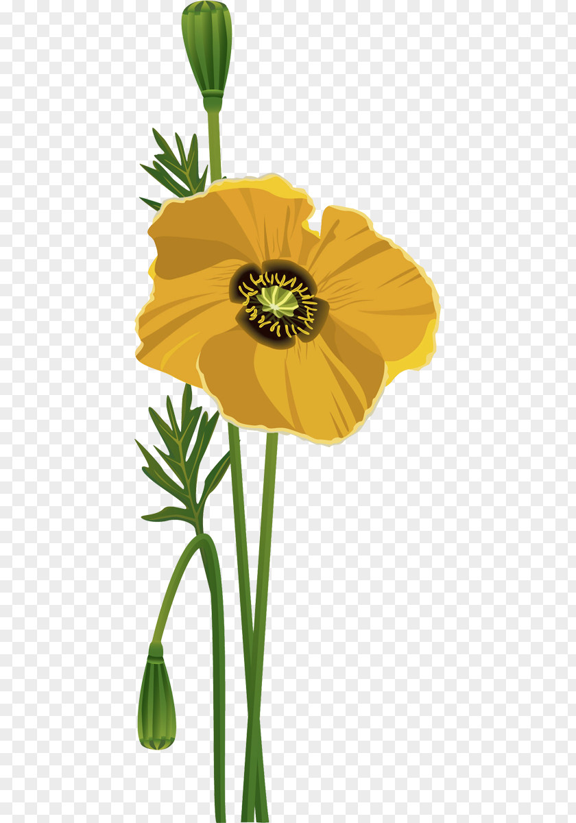 Flower Common Poppy Poppies PNG