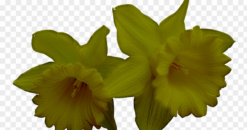 Flower Plant Yellow Petal Wood Sorrel Family PNG