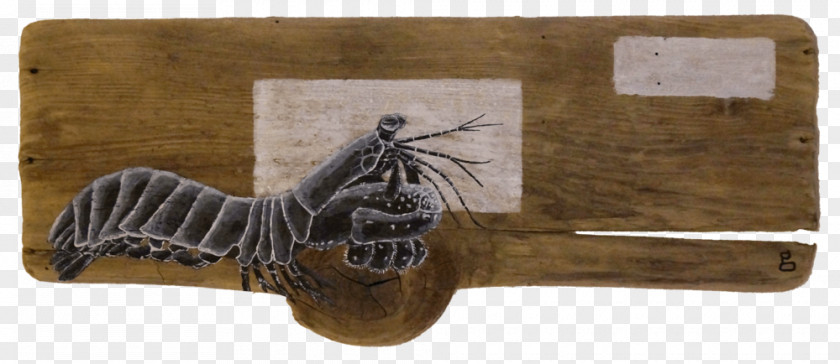 Mantis Shrimp Turtle Wood Squid PNG