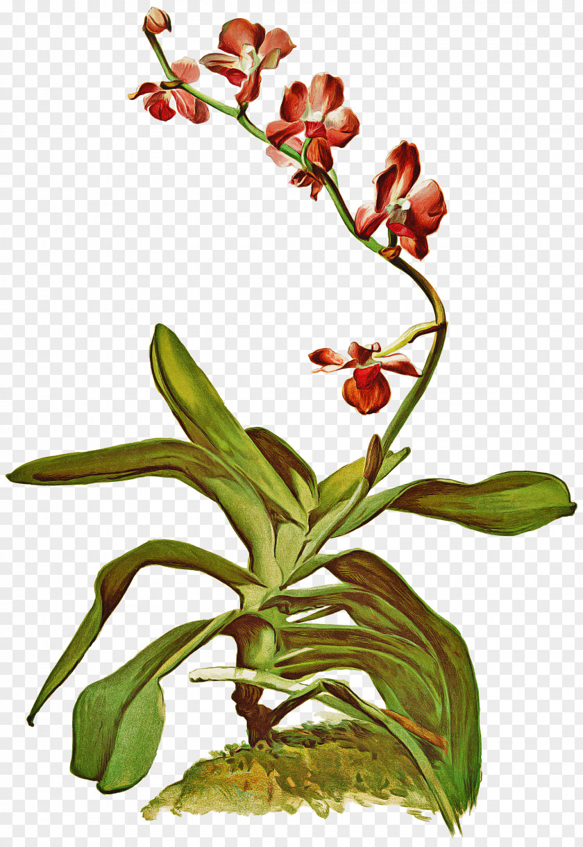 Plant Stem Orchids Of The Philippines Flower Flowering Terrestrial Orchid PNG
