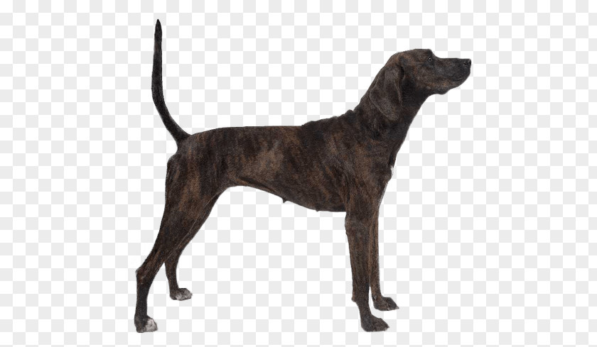 Puppy Plott Hound Bloodhound Treeing Tennessee Brindle Westminster Kennel Club Dog Show PNG