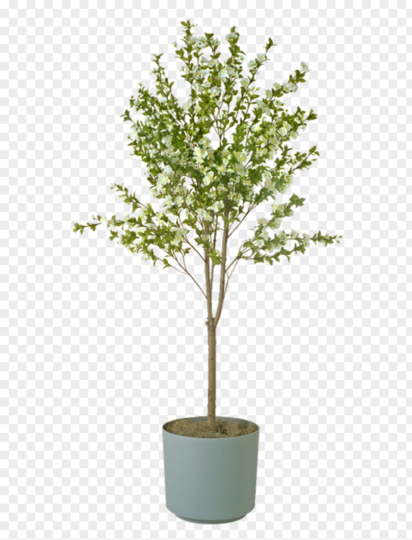 Tree Eastern Redbud Planting Seedling Grasses PNG