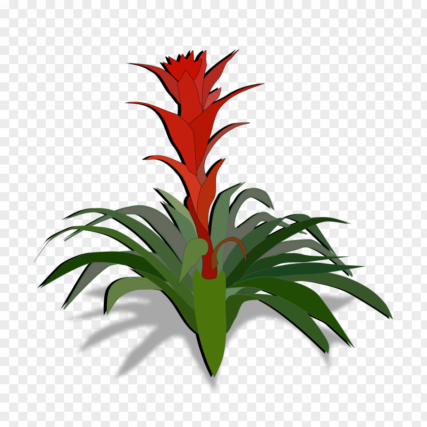 Tropical Leaf Bromeliads Plant Clip Art PNG