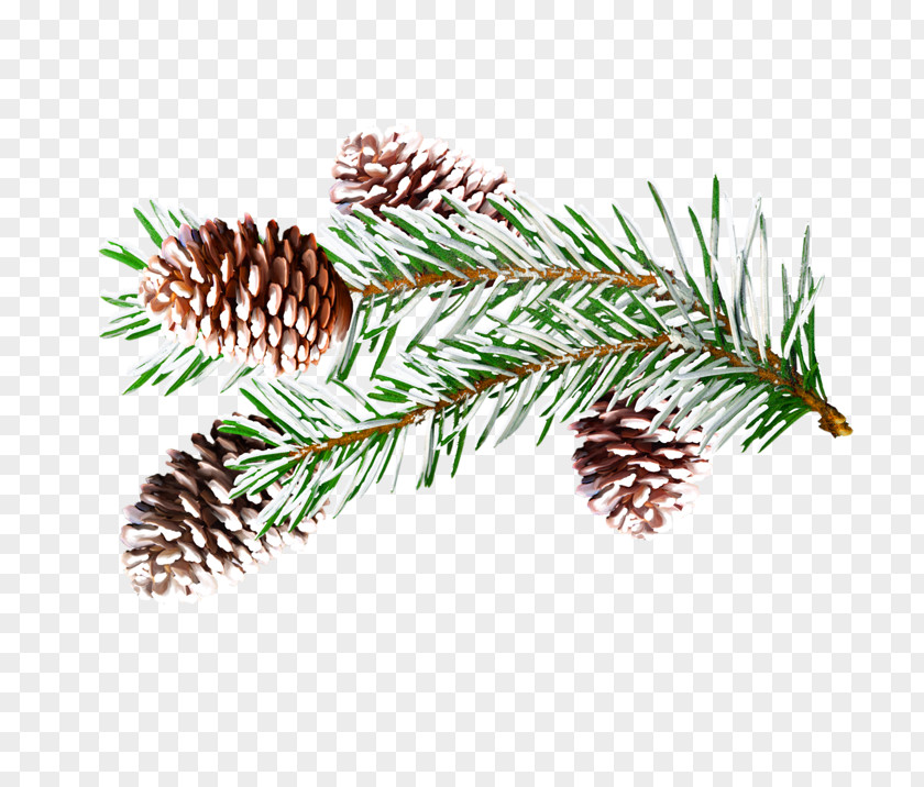 Winter Spruce Presentation English Christmas PNG