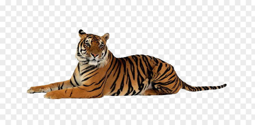 Animal Tiger Clip Art PNG