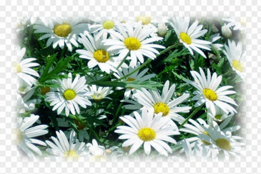 Flower Edible Oxeye Daisy Roman Chamomile Marguerite PNG