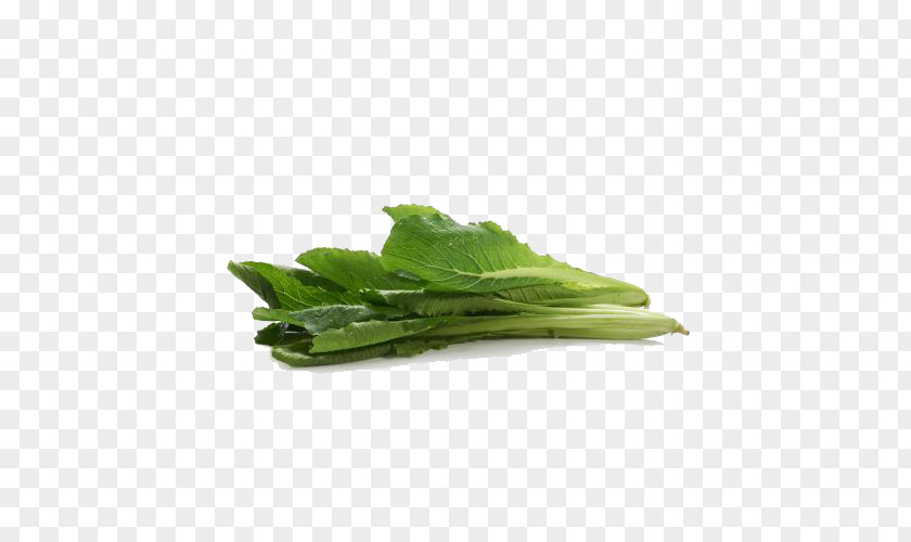 Free Image Buckle Cabbage Leaf Vegetable Bok Choy PNG