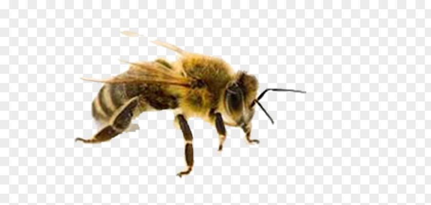 Bee Western Honey Insect Sting Beehive PNG