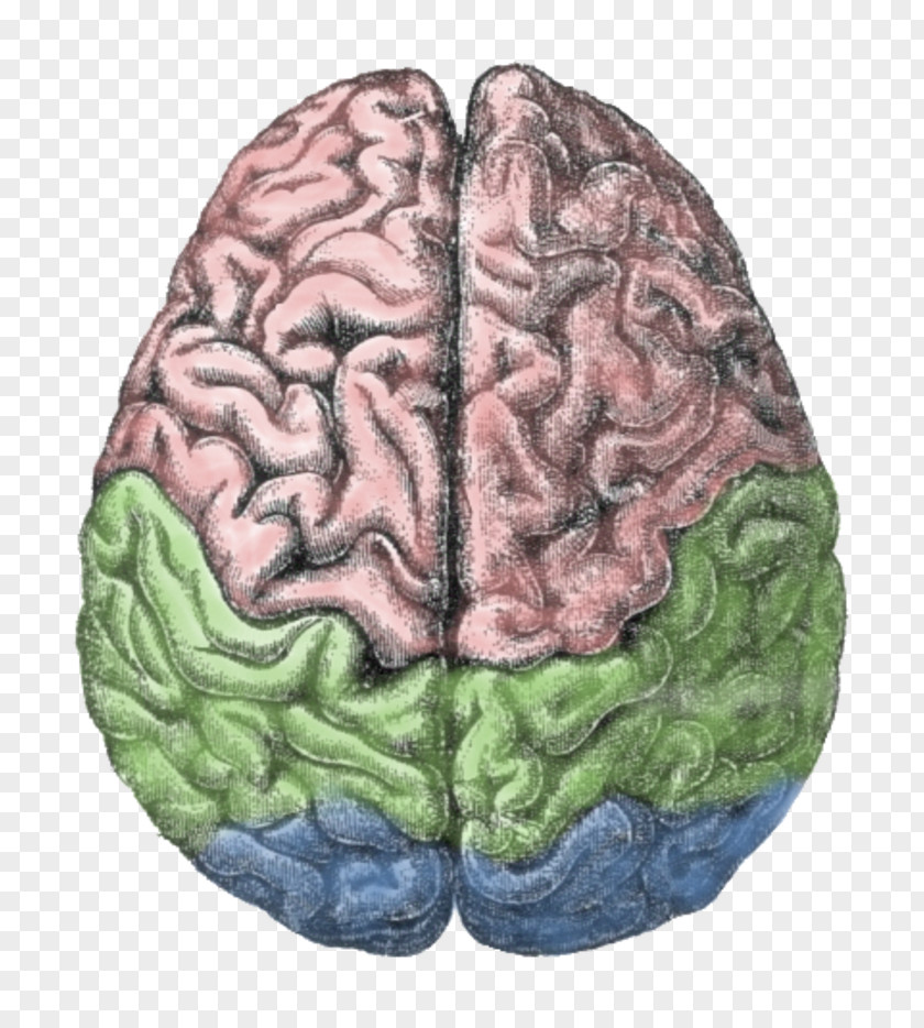 Brain Structure Of The Human Lateralization Function PNG
